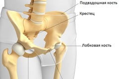 Лобковая кость