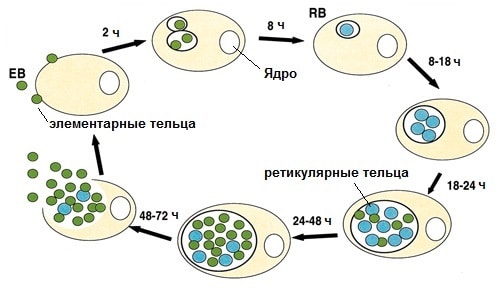 Хламидиоз урогенитальный