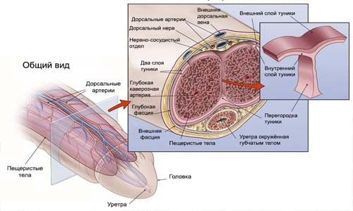 Строение полового члена