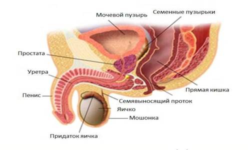Ustrojstvo predstatel'noj zhelezy