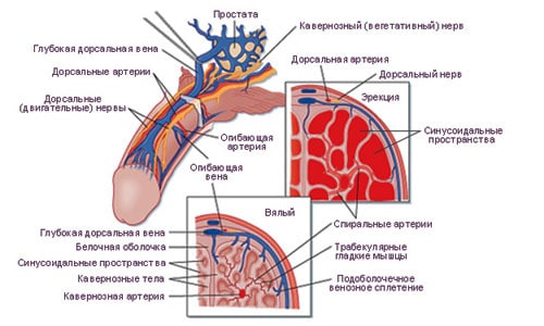 Схема мужского органа